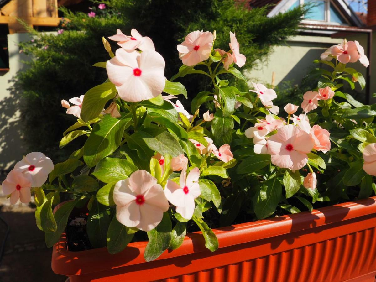 Guest House Stefanovic Vranje Dış mekan fotoğraf