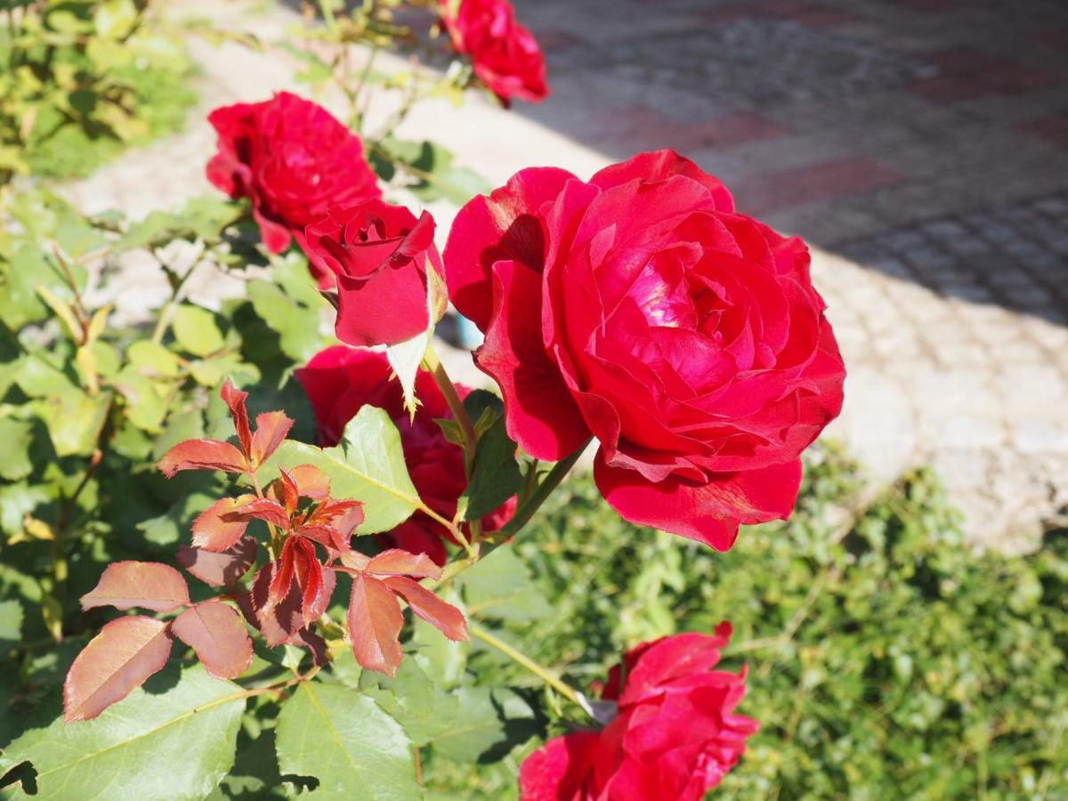 Guest House Stefanovic Vranje Dış mekan fotoğraf